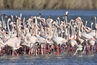 Villa Occitanie - Villa 6 pers avec piscine quartier résidentiel MAE-4084 - 2