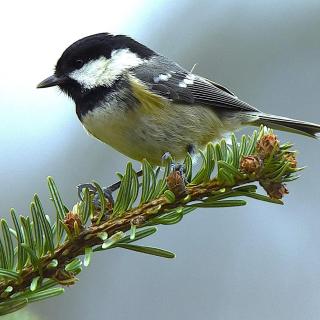 Maison d hote avec diner - 4