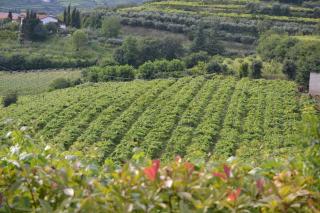 Corte Tamellini - Soave - 3
