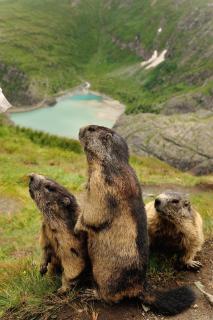 Almhütte Adlerhorst - 2