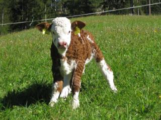 Almhütte Adlerhorst - 3