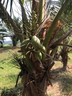 Private Lake Retreat Maerim Chiang Mai - 1