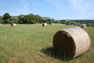 Agriturismo Tenuta Il Solengo - 3