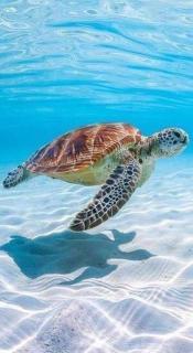 Bebeladan ARA'S Lodging House Beachfront - 1