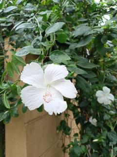 The Blues female hostl - 9