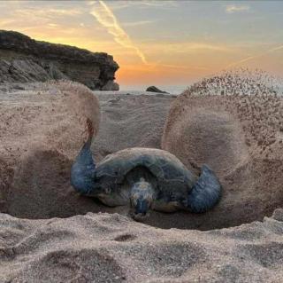 Seeing Turtles At Ras al jinz Hospitality - 6