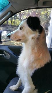 Gîte des Chevreuils - 8