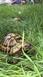 Room 1 Cozy Mountain View Room with Balcony Breakfast Included - 9