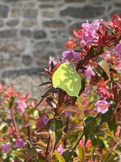 Gîte du Grand Quélen, entre terre et mer - 7