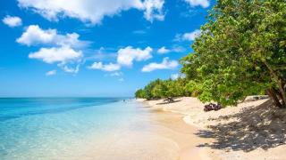 Jasmin des îles - 8