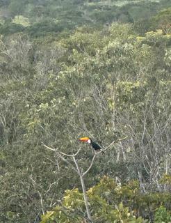 Chalé Ypê roxo Ypês da Serra Chalés - 2