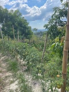 Casa Palmera Volcán - 3