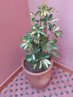 Appartement Jardin Marrakech - Marrakesh - 6