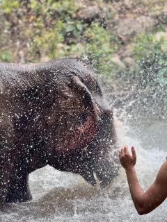 Vantara Villa with Activity Elephant and Rafting - 7