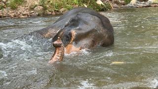 Vantara Villa with Activity Elephant and Rafting - 6