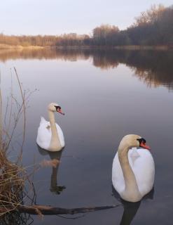 Dom nad Stawem Antoninek - Poznań - 2 łazienki, Self check-in, bezpłatny parking - 5