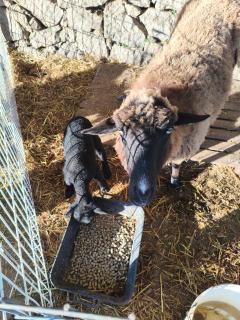 Tapada das Carvalhas - 5