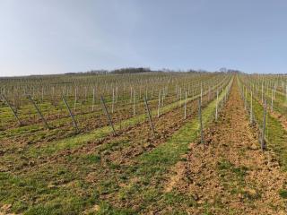 Logement "Le Kelsch" Vignoble proche de Strasbourg avec Sauna - 9