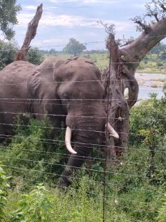 Elephant Memories Glamping Safari Tents and more - 9