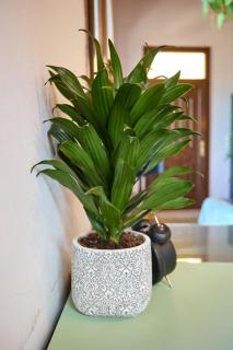 Cozy Windmill View Apartment - 2