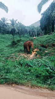 JackRoot Athirappilly - 2