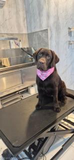 Spacious Private Room 5 Minutes from Malta Airport Private Bathroom Kitchen Access Quiet Area Friendly Labrador Candy - 9