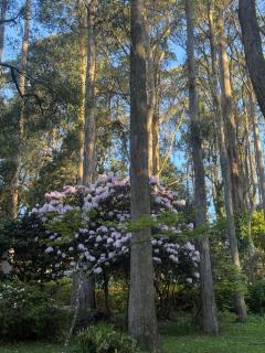 Mountain Oasis Chalet In Olinda - 9