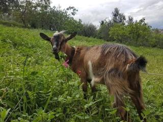 Country house on the hills of Chieti - 3
