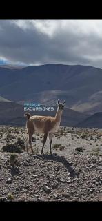 HOTEL y EXCURSIONES TEJADA - 9