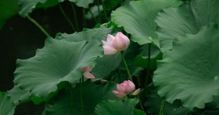Beijing Shichahai Shadow Art Performance Courtyard - 1