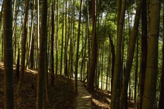 Zhangjiajie Yunshangde Jia Qianzhutang Homestay - 9