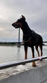 Очень уютная, тихая, єко комната с видом на сад - 4