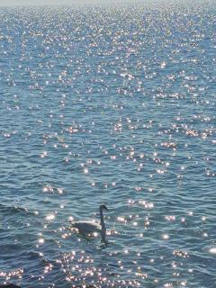 Golden Sunrise - Поморие - 5