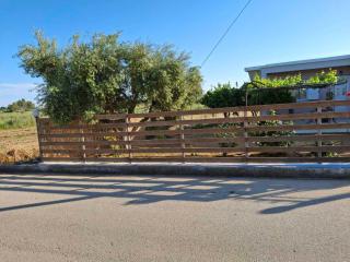 The House In The Olive Grove - 6