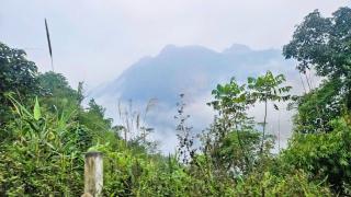 Forest is our home - 1