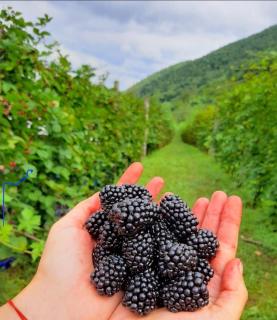 pODNOŽJE KOPAONIKA - 8