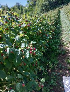 pODNOŽJE KOPAONIKA - 3