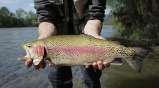 Modern Black A-Frame overlooking a Meadow w AC! - 7