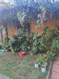 HOSTAL EL AROMO Chillán - 6