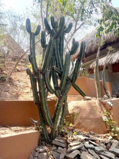 Casa Paraiso Mazunte - lofts with Sea view - 8