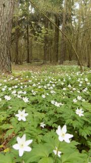 Domki w Parku na Mazurach - 5