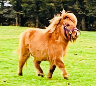 The Dozy Donkey Shepherd Hut Campview Farm Stay - 9