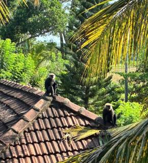 Free Breeze Guest & Villa - Weligama - 3