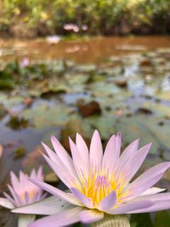 LotusScape Ahangama - Ahangama - 0