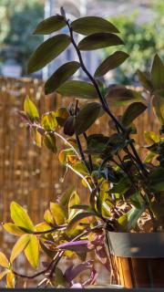 LAKE COMO BORGO VIGNOLA - Cozy Apartment in a Charming Village - Cremia - 2