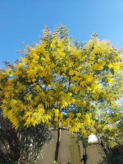 chambre d'hotes studio des tourterelles - 8