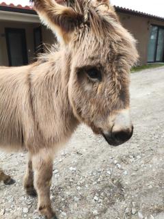 Tapada das Carvalhas - 7