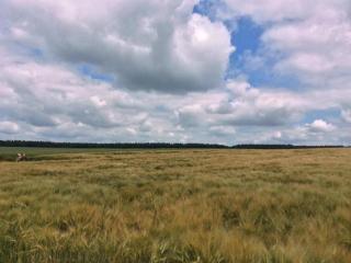 Landhaus nahe Sababurg Schloss - 9