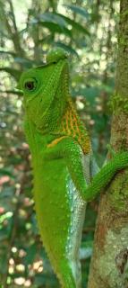 Rainforest Hide View - 1