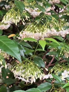 Home Style Resort - 8